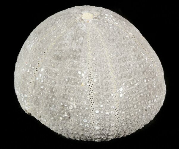 Eucosmus Fossil Echinoid (Sea Urchin) - Garsif, Morocco #46384